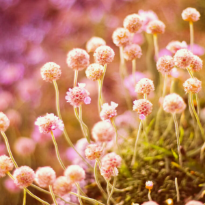 BrandLens Photography