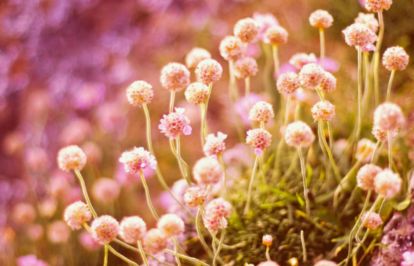 BrandLens Photography